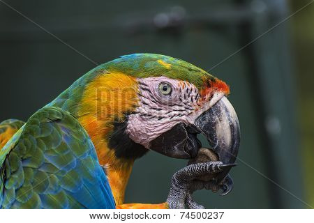 Parrot