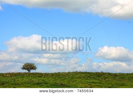 Gröna fält och träd under blå himmel