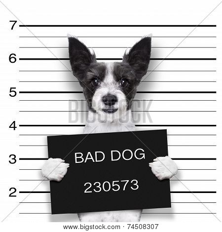 Mugshot Dog