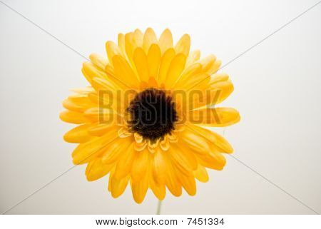 Gerbera