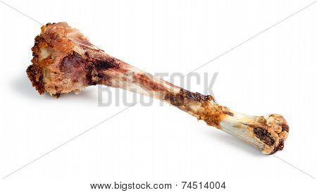 Isolated Macro Of Eaten Chicken Drumstick Bone