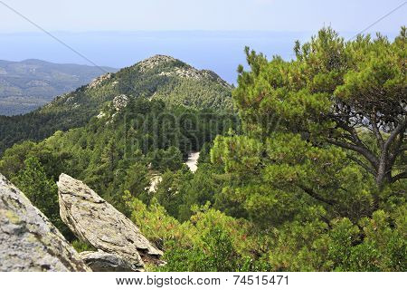Picturesque Vegetation And Rocks In The Mountains.