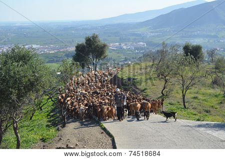 Goats being led to pasture