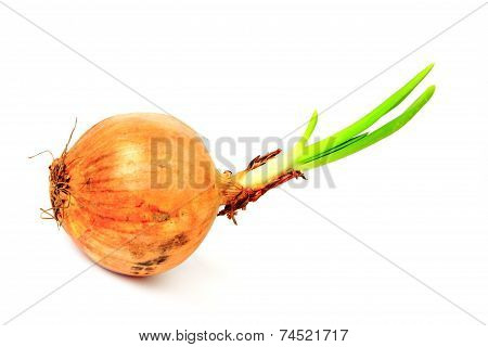 Onion (Allium cepa)