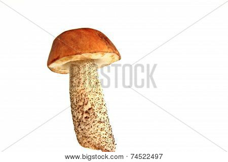 Mushroom Isolated