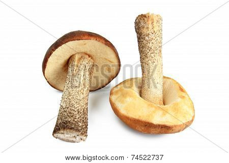 Mushroom Isolated