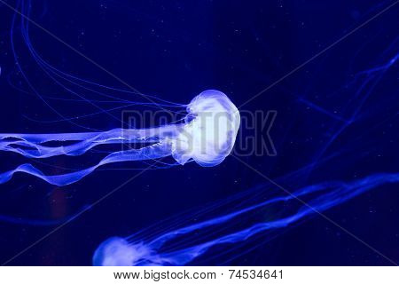 Beautiful Jellyfish Moving Slowly In Aquarium In Dubai
