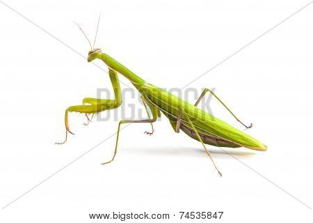 Mantis Isolated On A White Background