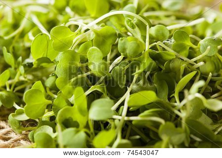Raw Green Arugula Microgreens