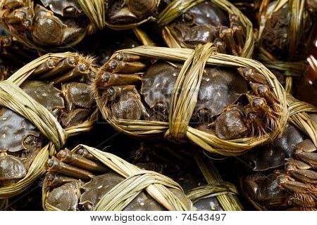 Chinese Yangcheng Lake crab 