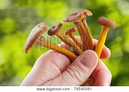 Mushrooms in hand