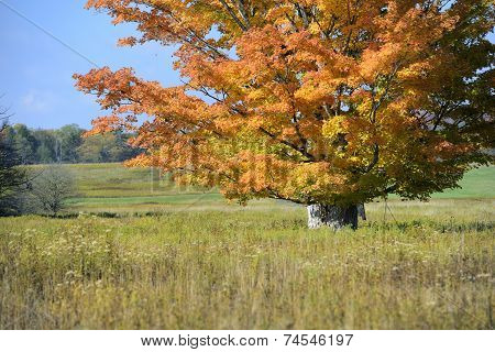 Large Maple Tree in Vivid Fall Colors