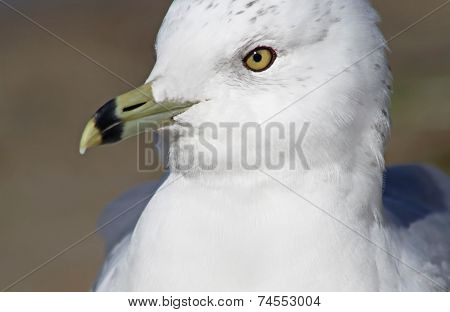 Ring Billed Seagull