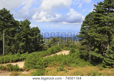 Beautiful pine trees in the mountains.