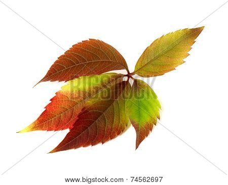 Autumn Multicolor Grapes Leaf. Parthenocissus Quinquefolia Foliage
