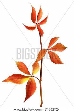 Branch Of Autumn Grapes Leaves (parthenocissus Quinquefolia Foliage)