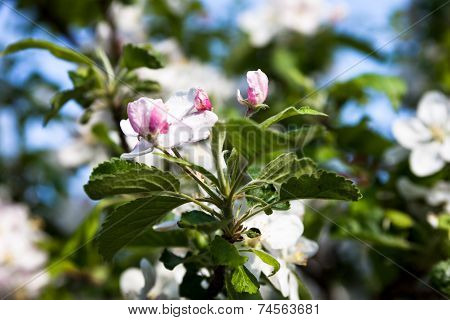 Blooming Apple Tree