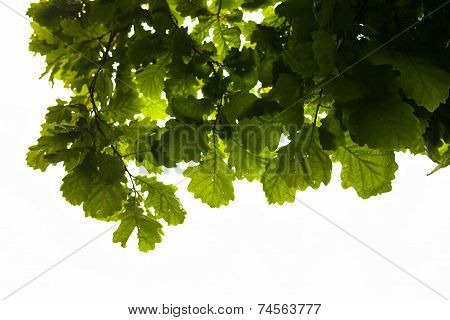 Green Branches Of The Oak Tree With The Raindrops