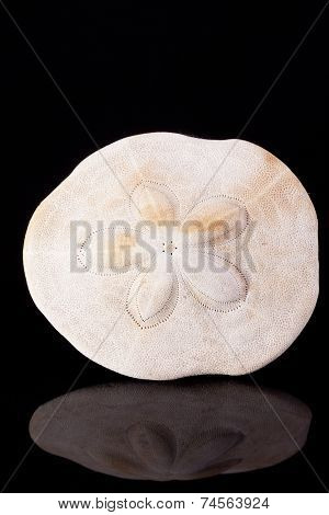 seashell of armor of the sea urchin on black background macro