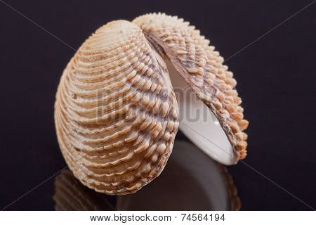 single seashell of bivalvia isolated on black background