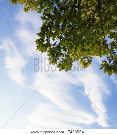 Green Branches Of The Oak Tree