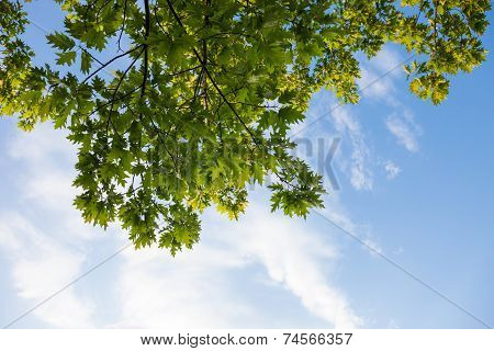 Green Branches Of The Oak Tree