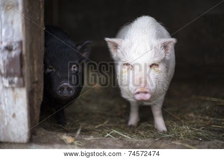 Two Young Vietnamese Pigs