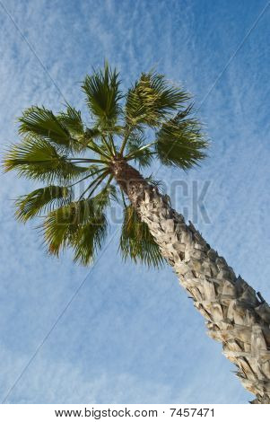 Palm