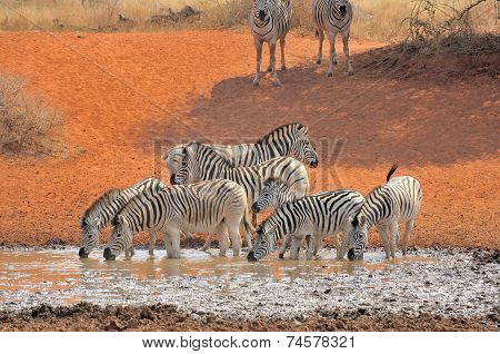 Zebras Drinking Water