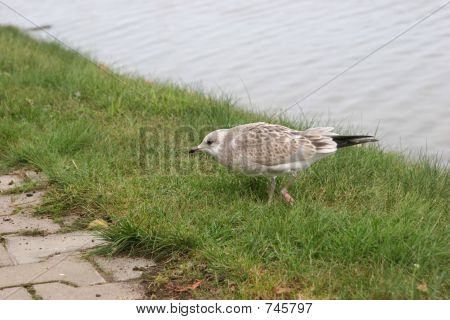 Młoda mewa