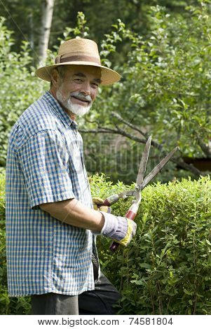 senior clipping a hedge
