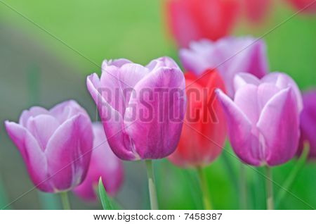 Tulipaner