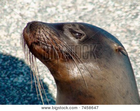 Galapagos Seelöwe