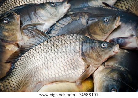 common carps