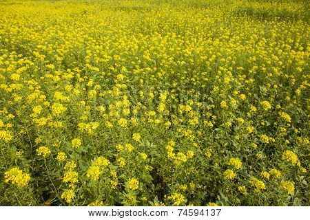 Yellow Mustard Seed In Field