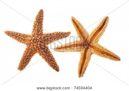 Sea star isolated on white background