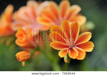 Oranžová žlutá Lewisia děložní lístek květiny