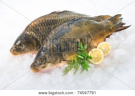 Fresh common carp fish with lemon on ice