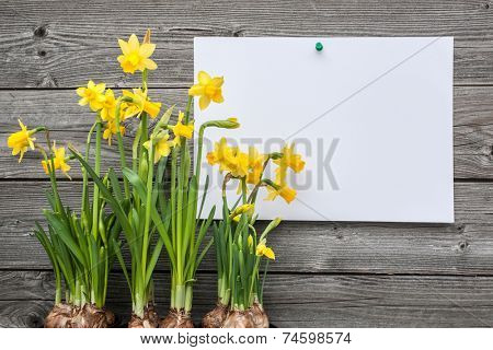 Message and spring daffodils against wooden background