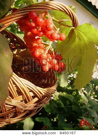 Guelder