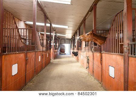 Horse In A Stable