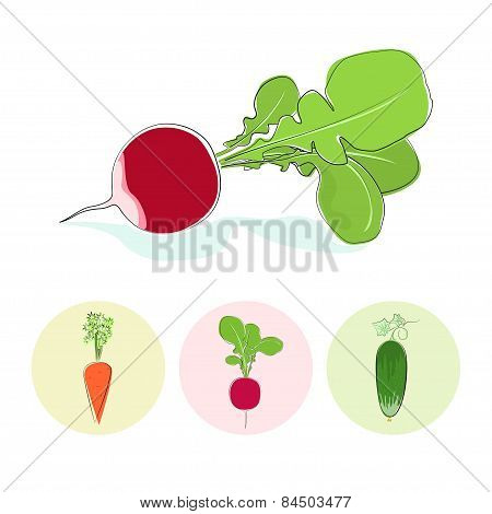 Icons radish,cucumber,carrot