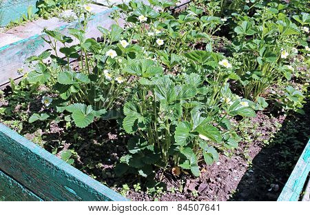 Flowering Strawberry Plant On The Gardenbed