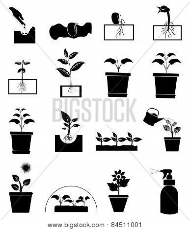 Plant growing icons set