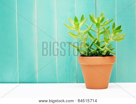 Green Plant On A Teal Colored Wall Background