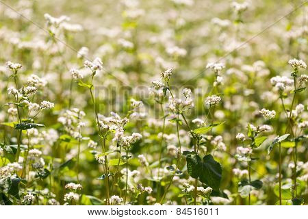 Buckwheat Flowers On Field In Summer