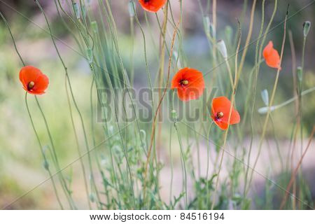 Beautiful Poppy Flowers In Nature