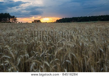Sunset Over Cereal Field In Summer