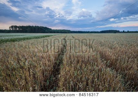 Sunset Over Cereal Field In Summer