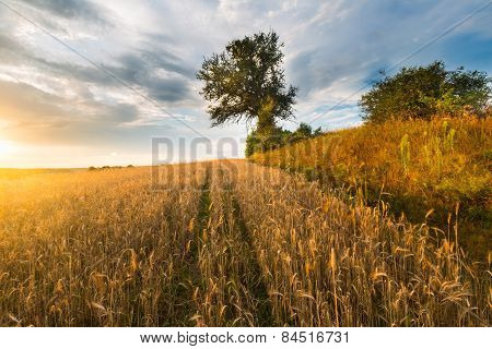 Sunset Over Cereal Field In Summer